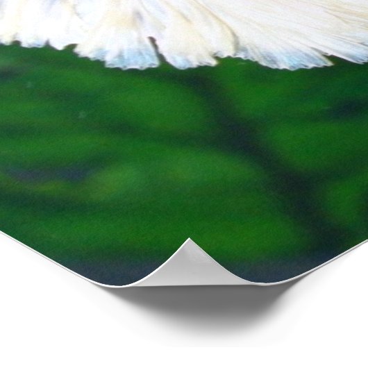 Poster de poisson Platinum Betta (Coin)