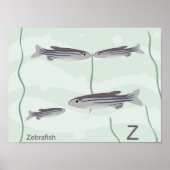 Poster de poisson zèbre (Devant)