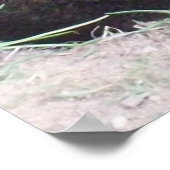 Poster de porc (Coin)