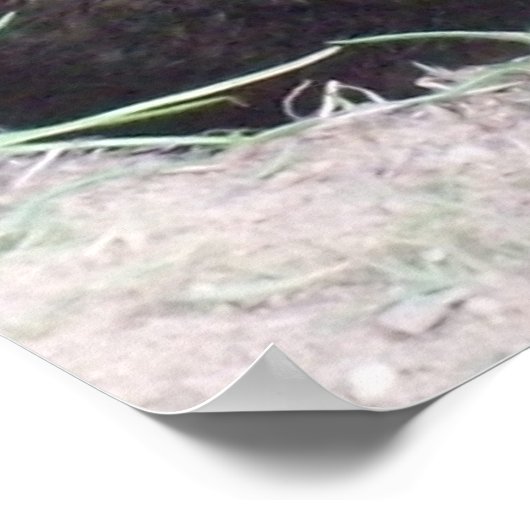 Poster de porc (Coin)