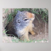 Poster de porc (Devant)