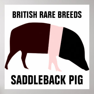 Poster de porc à saddleback