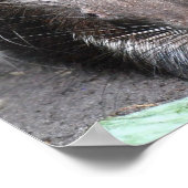 Poster de porc-épic (Coin)