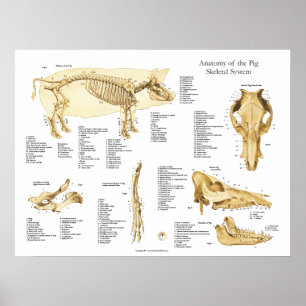Poster de porcins Anatomie du foetus de porc