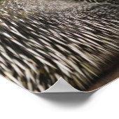 Poster de Porcupine (Coin)