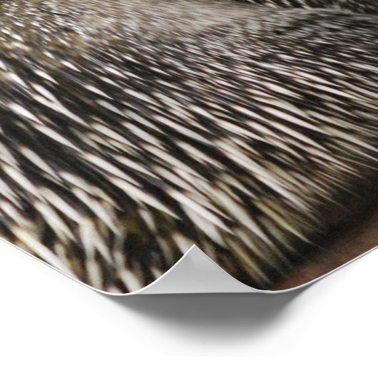 Poster de Porcupine (Coin)