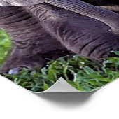 Poster de portrait de bébé africain Elephant Impri (Coin)