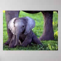 Poster de portrait de bébé africain Elephant Impri