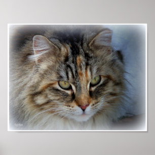 Poster de portrait photo de Tabby Chat Long Haied