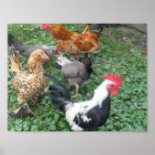 Poster de poulet Bantam (Devant)
