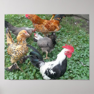 Poster de poulet Bantam