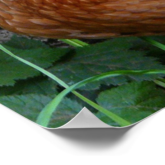 Poster de poulet Hen (Coin)