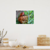 Poster de poulet Hen (Cuisine)