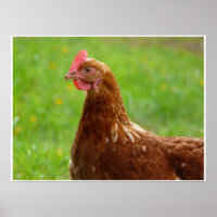 Poster de poulet rouge de production Beak compensé
