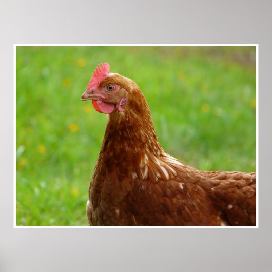 Poster de poulet rouge de production Beak compensé (Devant)
