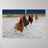 Poster de poulets (Devant)