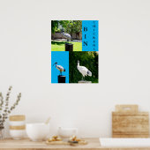 Poster de poulets de poule (Ibis) (Cuisine)