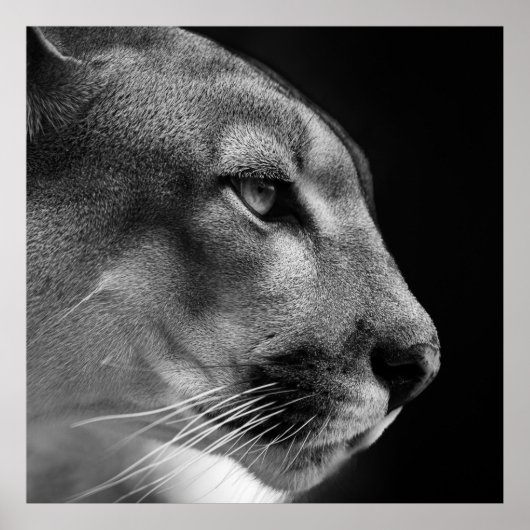 Poster de Puma (Devant)