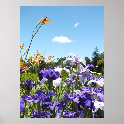 Poster de Purple Irises et Blue Sky (Devant)