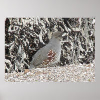 Poster de Quail de Gambel