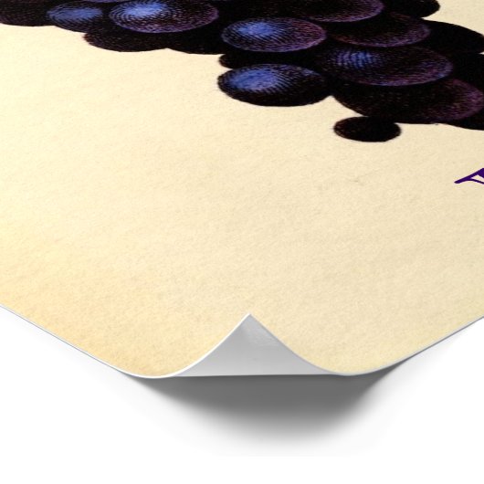 Poster de raisin vintage (Coin)