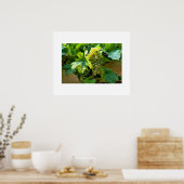 Poster de raisins (Cuisine)