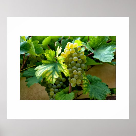 Poster de raisins (Devant)