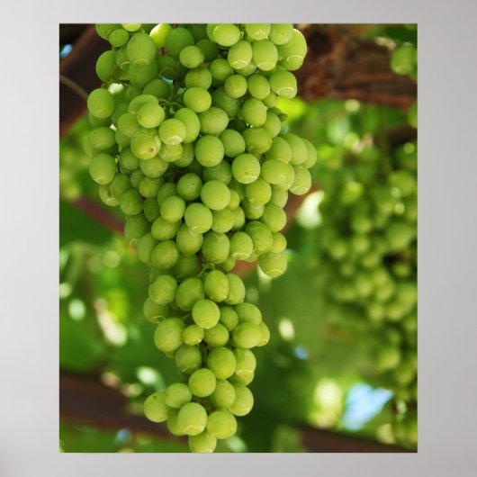 Poster de raisins (Devant)