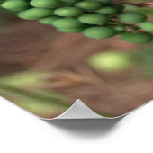 Poster de raisins (Coin)