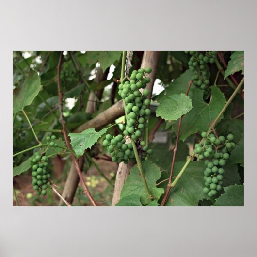 Poster de raisins (Devant)