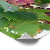 Poster de raisins (Coin)