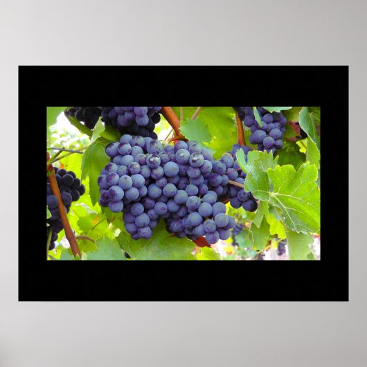 Poster de raisins (Devant)