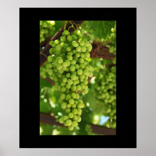 Poster de raisins (Devant)