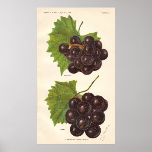 Poster de raisins vintages (Devant)
