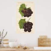 Poster de raisins vintages (Cuisine)