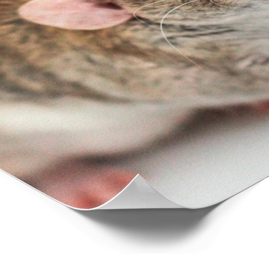 Poster de Rat Lover (Coin)