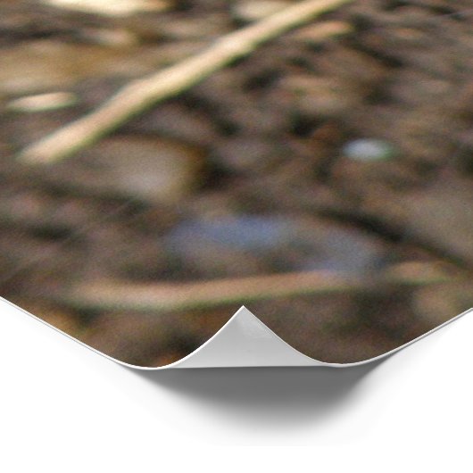 Poster de Rat sauvage (Coin)