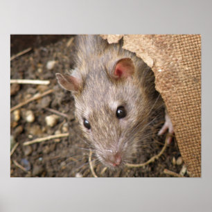 Poster de Rat sauvage