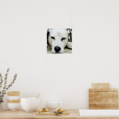 Poster de repos dalmate (Cuisine)