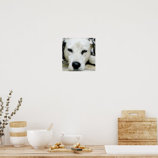 Poster de repos dalmate (Cuisine)