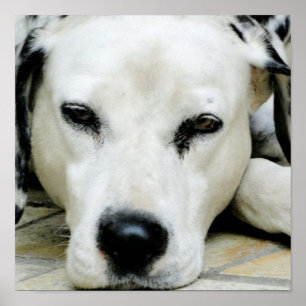 Poster de repos dalmate