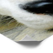 Poster de repos dalmate (Coin)