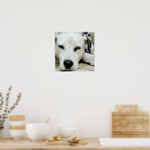 Poster de repos dalmate (Cuisine)