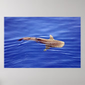 Poster de requin baleine (Devant)