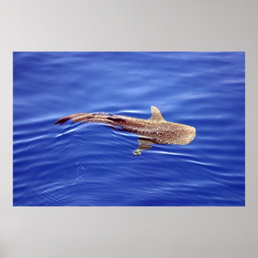 Poster de requin baleine (Devant)