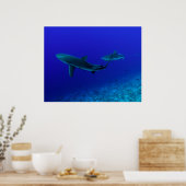 Poster de requin gris récif (Cuisine)
