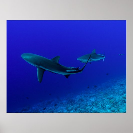 Poster de requin gris récif (Devant)