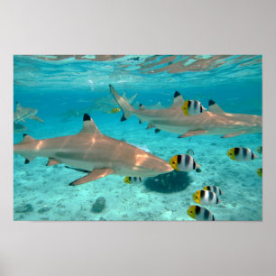 Poster de requins dans la lagune Bora Bora