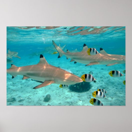 Poster de requins dans la lagune Bora Bora (Devant)