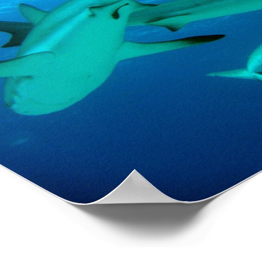 Poster de requins récifs (Coin)